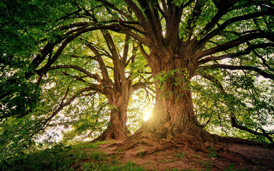 Your coaching philosophy is like the roots and trunk of the tree